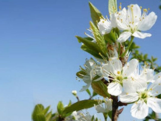 【好きな桜の季節にミラベルの里は】