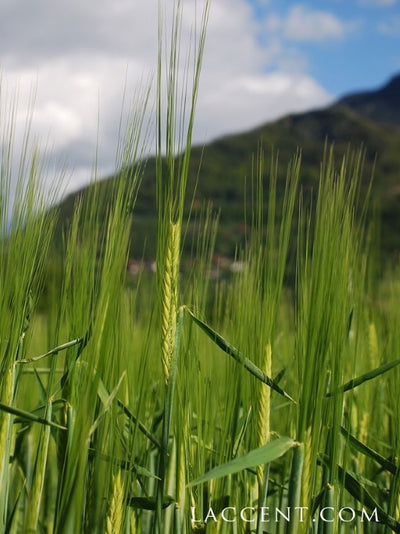 【凛とした緑】