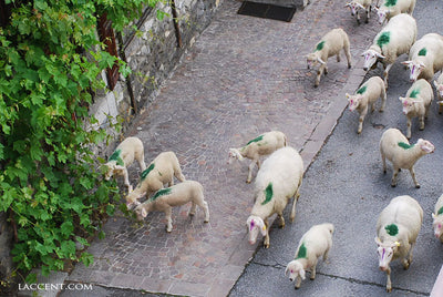 【羊のみちくさ】