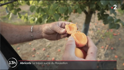 【うれしいアプリコットのお知らせ】